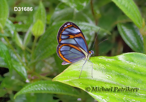 Agnosia Glasswing (Ithomia agnosia)